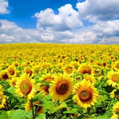 仙圣奇缘手游破解版下载